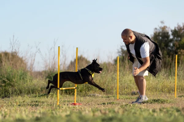 dog-trainer-teaching-dog-run-though-obstacles