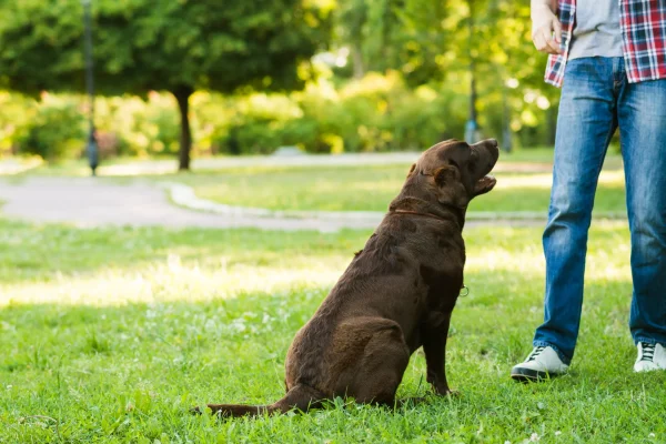 man-standing-near-his-dog-green-grass